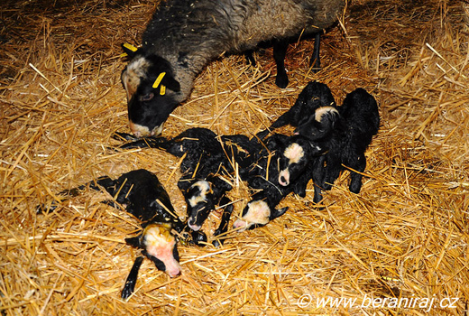 quintuplets