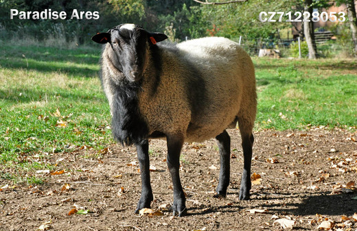 R71228 Ares.jpg