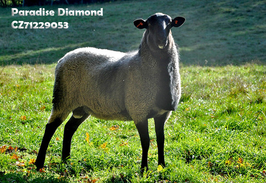 R71229053 Diamond (22).jpg