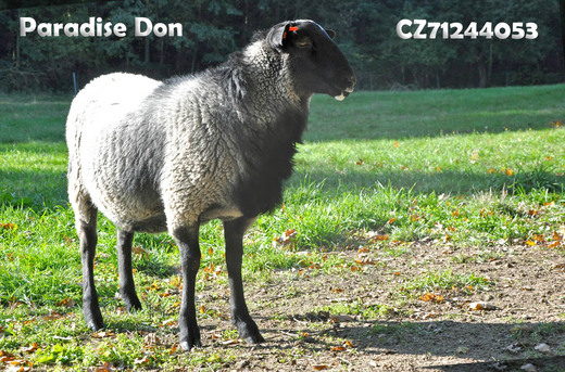 R71244053 Don (17).jpg
