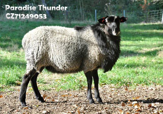 R71249053 Thunder (7).jpg