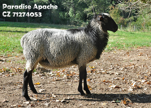 R71274053 Apache (3).jpg