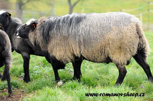 ram years old  he was exported to Hungaria.jpg