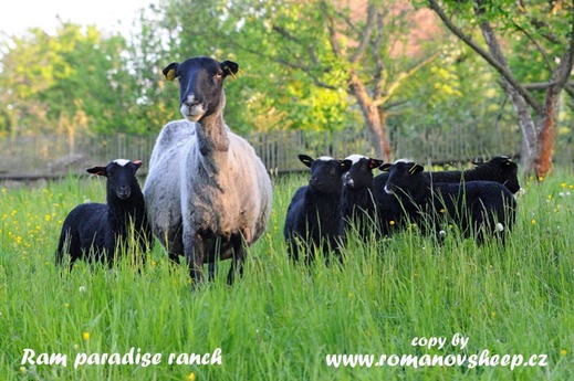 romanov sheep ewe and quintuplets.jpg