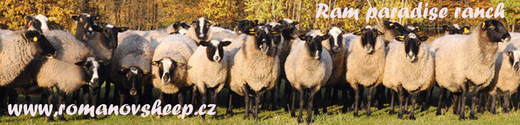 Romanov sheep romanovsheep.cz