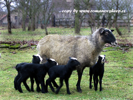 stirps of our herd Romanov sheep.jpg