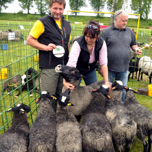 Paradise Ster, National Champion Ewe with lambs 2015